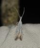 Coleophora sp.